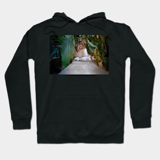 cute cat Hoodie